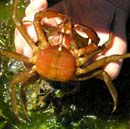 Shield-Backed kelp crab Pugettia producta