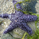 Purple sea star Pisaster ochraceus
