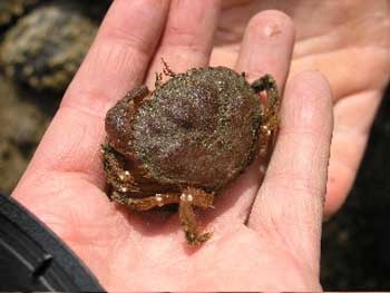 shorecrab