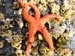 orange starfish