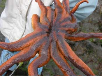 orangeandpurplestarfish