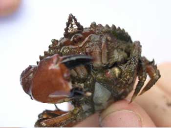 shorecrab